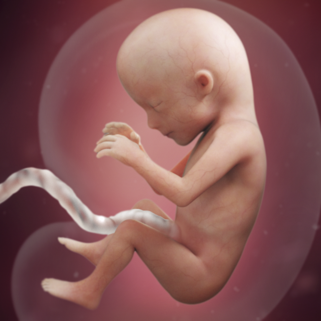 Hình ảnh siêu âm thai 4D lúc 15 tuần