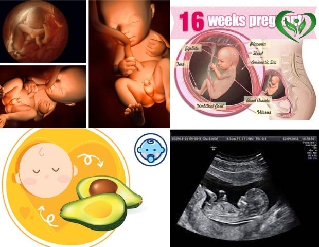 Hình ảnh thai lúc 16 tuần