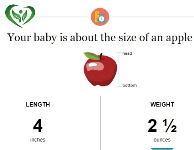 Kích thước thai lúc 15 tuần