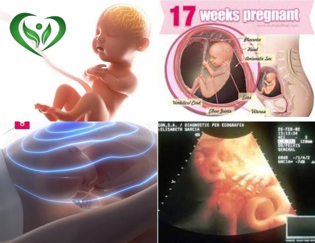 Mang thai 17 tuần nặng bao nhiêu