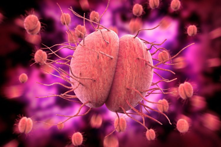 Hình ảnh vi khuẩn lậu song cầu gram âm Gonorrhea
