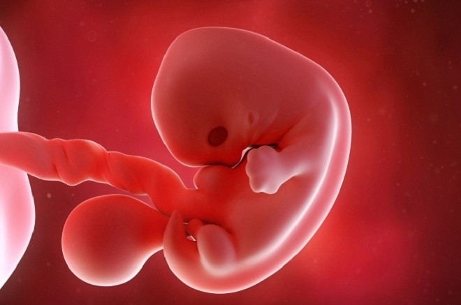 Hình ảnh thực tế về sự phát triển của thai nhi theo tháng  Vinmec