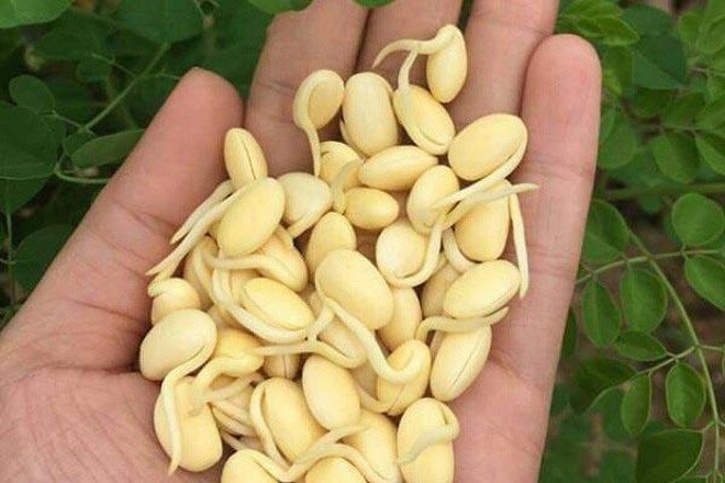 U Tuyến Giáp Có Uống Được Mầm Đậu Nành Không?
