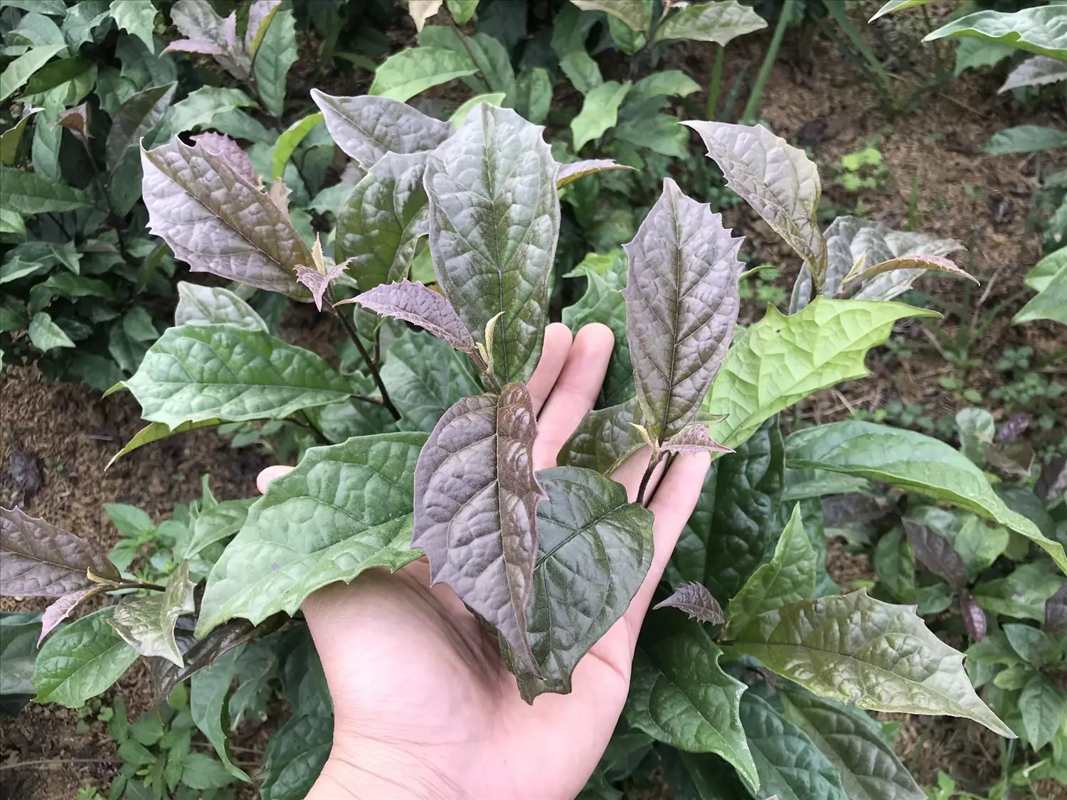  Cây xạ đen (tên khoa học: Ehretia asperula), một loại thảo dược quý trong y học cổ truyền Việt Nam