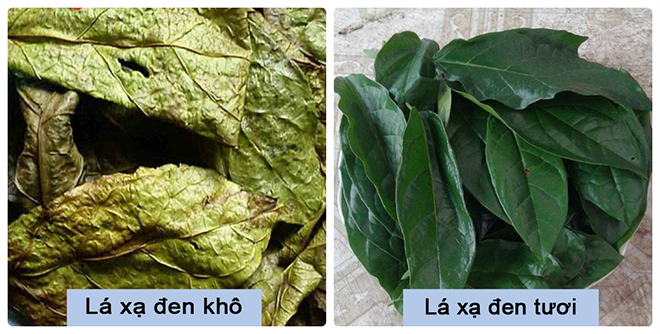 Sự Thật Cây Xạ Đen Chữa U Tuyến Giáp
