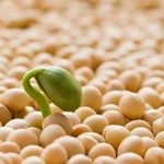 U Tuyến Giáp Có Uống Được Mầm Đậu Nành Không