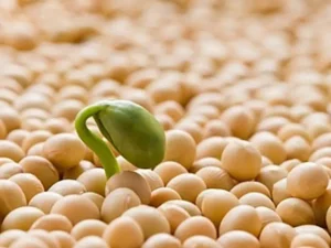 U Tuyến Giáp Có Uống Được Mầm Đậu Nành Không