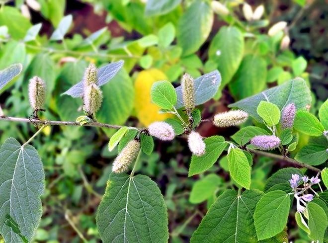Điều trị u tuyến giáp với cây an xoa