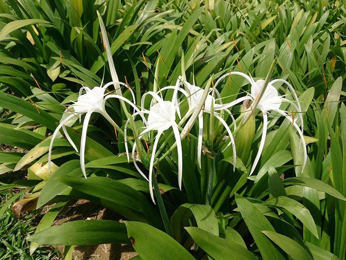 U tuyến giáp có dùng trinh nữ hoàng cung